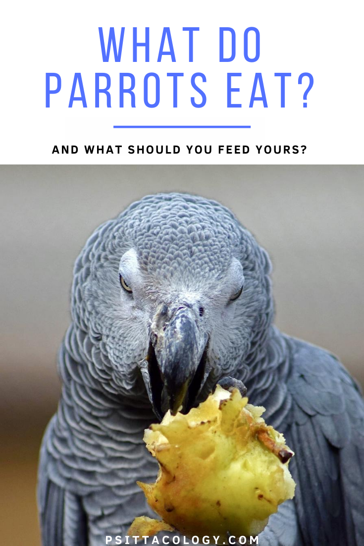 African grey parrot eating apple | What do parrots eat? Parrot diet guide.