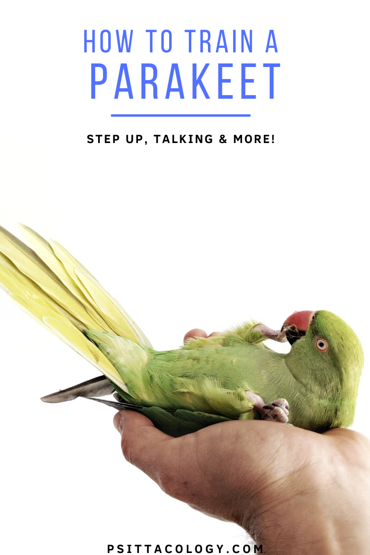 Green Indian ringneck parakeet laying on its back in human hand with text above saying: How to train a parakeet | Step up, talking, and more!