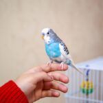 Blue and white budgie parakeet sitting on a person's hand. | How to train a parakeet