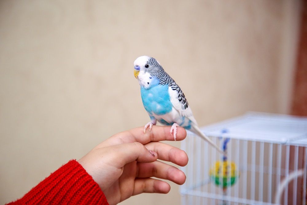 Blue and white budgie parakeet sitting on a person's hand. | How to train a parakeet
