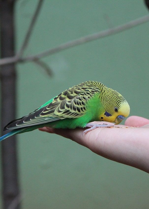 Green and yellow budgie parakeet eating from human hand