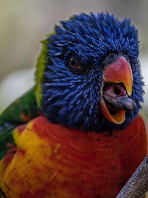 Rainbow lorikeet parrot with open beak sticking out its strange, brush-tipped tongue. | Lorikeet tongue: all about the strangest tool in the parrot world