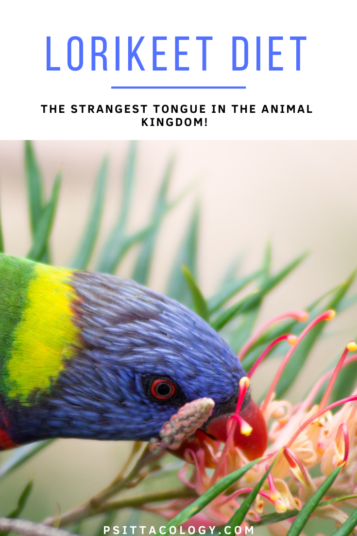 Close-up of a green-naped lorikeet feeding on a flower. | Lorikeet tongue: all about the strangest tool in the parrot world