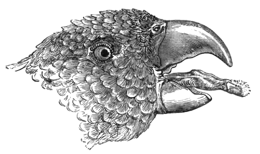1872 illustration of a lory parrot head sticking out its brush-tipped tongue. | Lorikeet tongue: all about the strangest tool in the parrot world