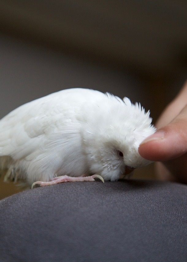 White budgie parakeet bending down to receive head scratches. 