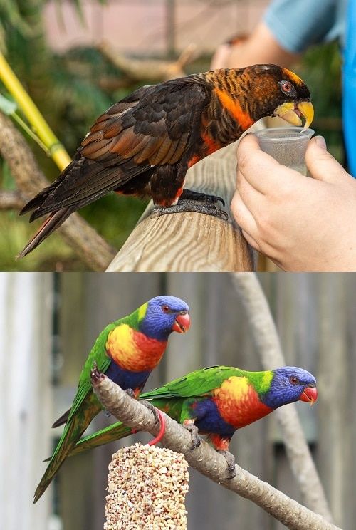 Two photos merged together: dusky lory parrot drinking from a nectar cup at the top, two curious rainbow lorikeets perched on a branch at the bottom. To show the difference between lories and lorikeets.