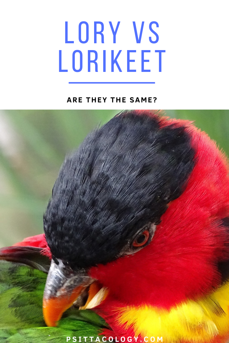 Close-up of yellow-bibbed lory preening itself. | What is a lory? Lories vs lorikeets