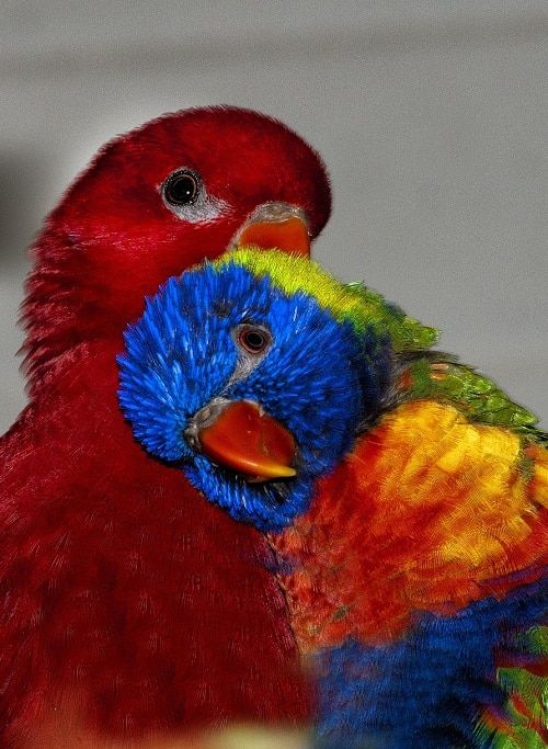 A red lory (left) and rainbow lorikeet (right) share a cuddle | What is a lory? Lories vs lorikeets