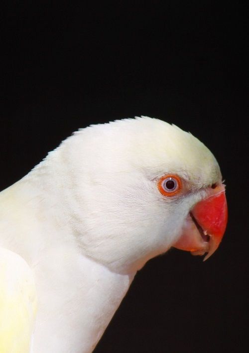 White Indian ringneck parakeet (Psittacula krameri) | Can parakeets talk? Full guide