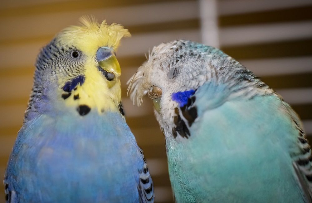 Two crested budgie parakeets