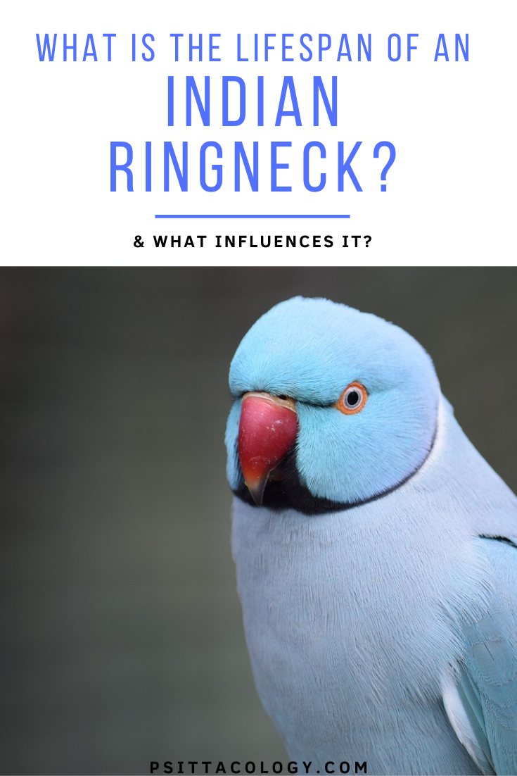 Blue Indian ringneck parrot (Psittacula krameri) | All about Indian ringneck life span
