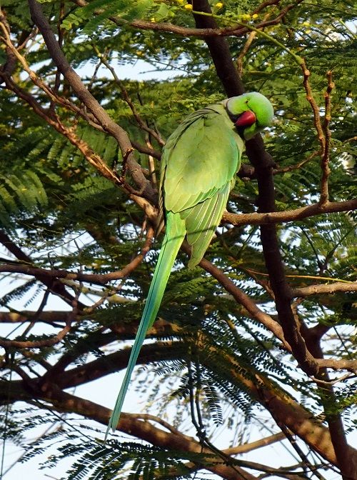 Green Indian ringneck parrot preening in tree