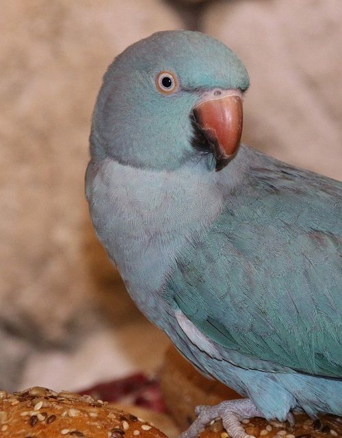Light blue Indian ringneck parrot (Psittacula krameri) | All about Indian ringneck life span