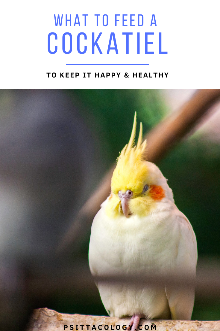 Lutino cockatiel puffed up and sleeping with text above saying: What to feed a cockatiel | To keep it happy and healthy