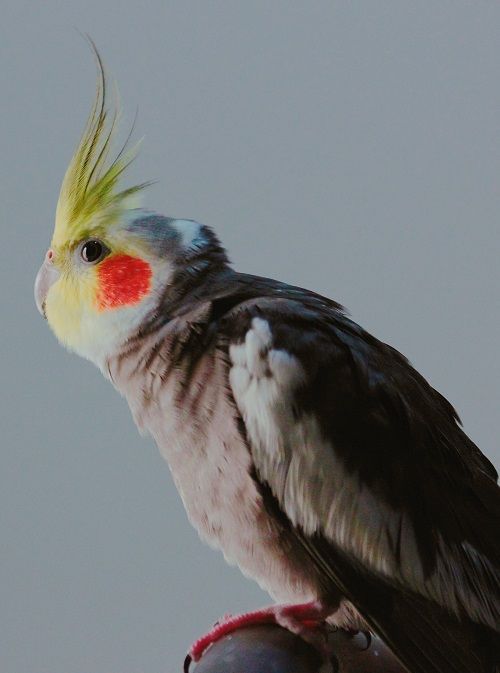 Male Nymphicus hollandicus parrot with yellow face and erect crest.