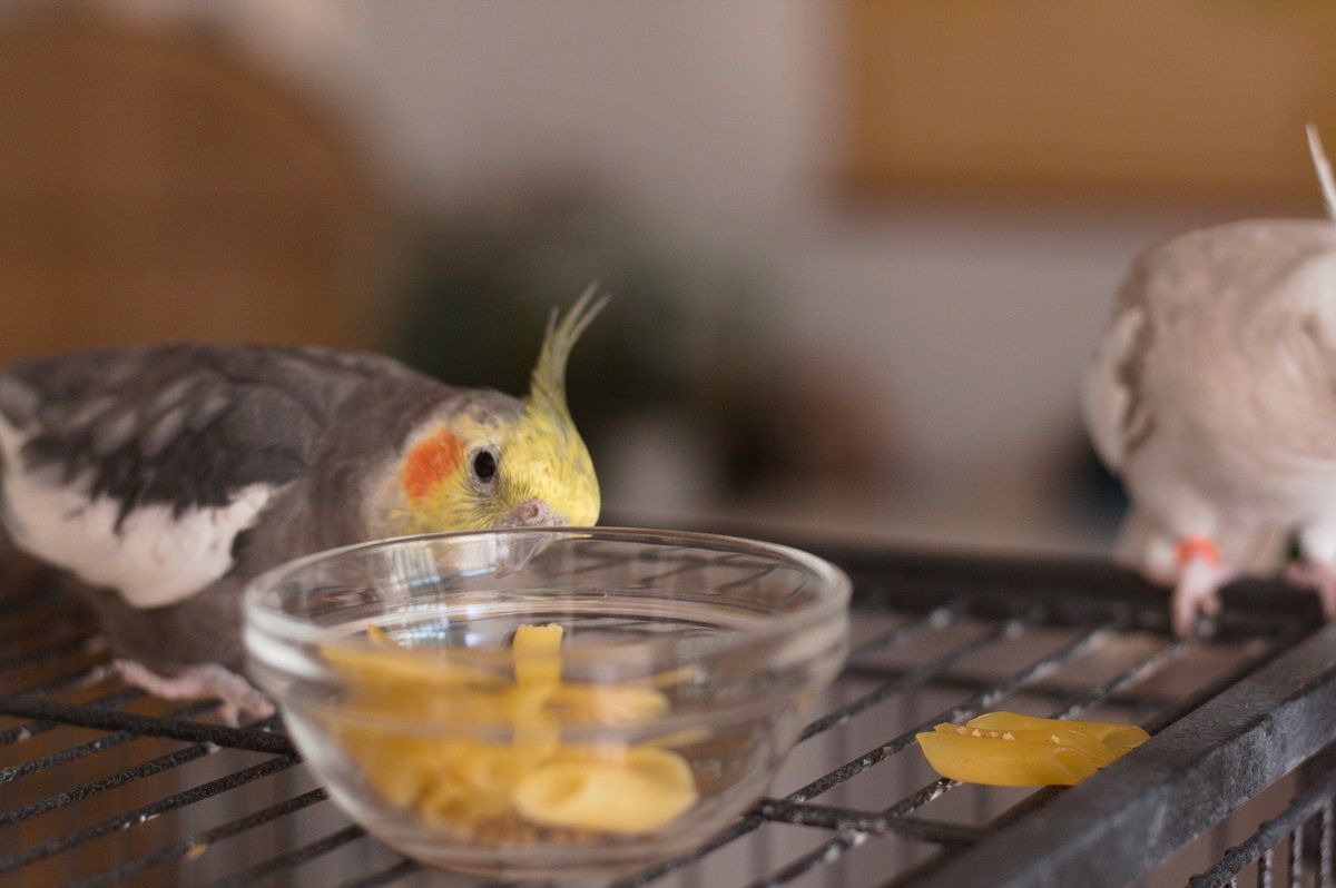Male cockatiel looking at pasta in a glass food bowl on top of its cage.