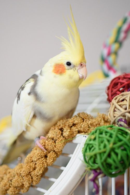 Pied cockatiel sitting on top of cage with yellow millet spray. 