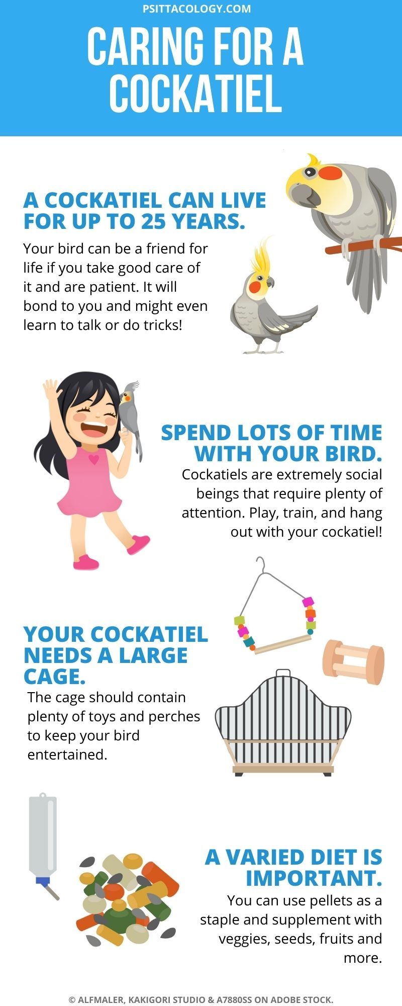 Infographic about caring for a cockatiel parrot, in cartoon style. 