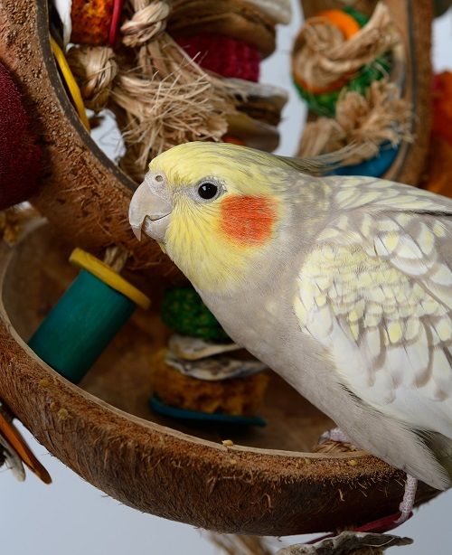 Pearl cockatiel parrot sitting on coconut toy. | Guide to caring for a cockatiel