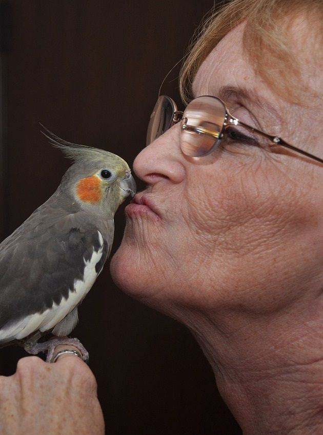 Woman kissing female grey cockatiel (Nymphicus hollandicus). 
