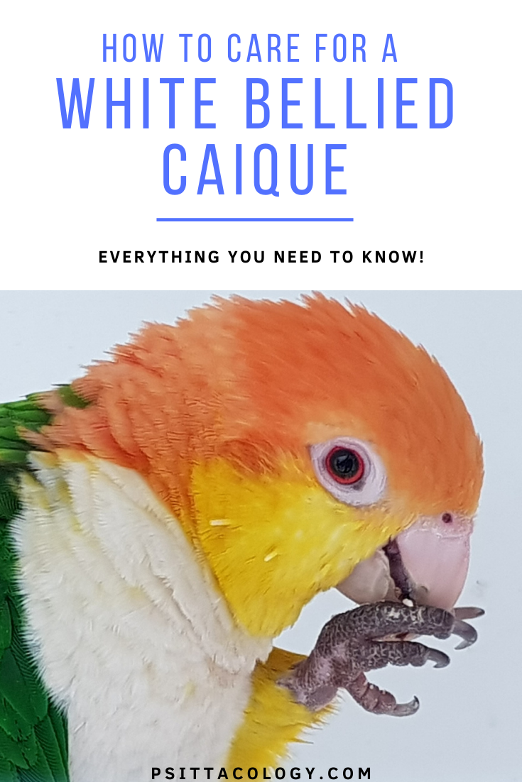 White bellied caique parrot (Pionites leucogaster), full care guide.