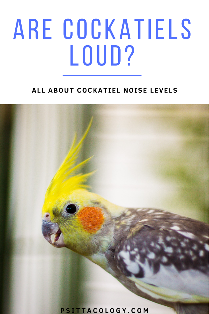 Yellow faced cockatiel (Nymphicus hollandicus) with text above it saying: Are cockatiels loud? All about cockatiel noise levels.