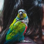 Conure parrot sitting on person's shoulder.