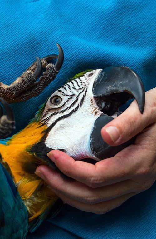 Macaw parrot held by person, gently biting their thumb with its huge beak.