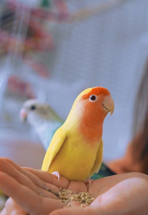 Yellow and red lovebird sitting on person's hand to eat pellets. 