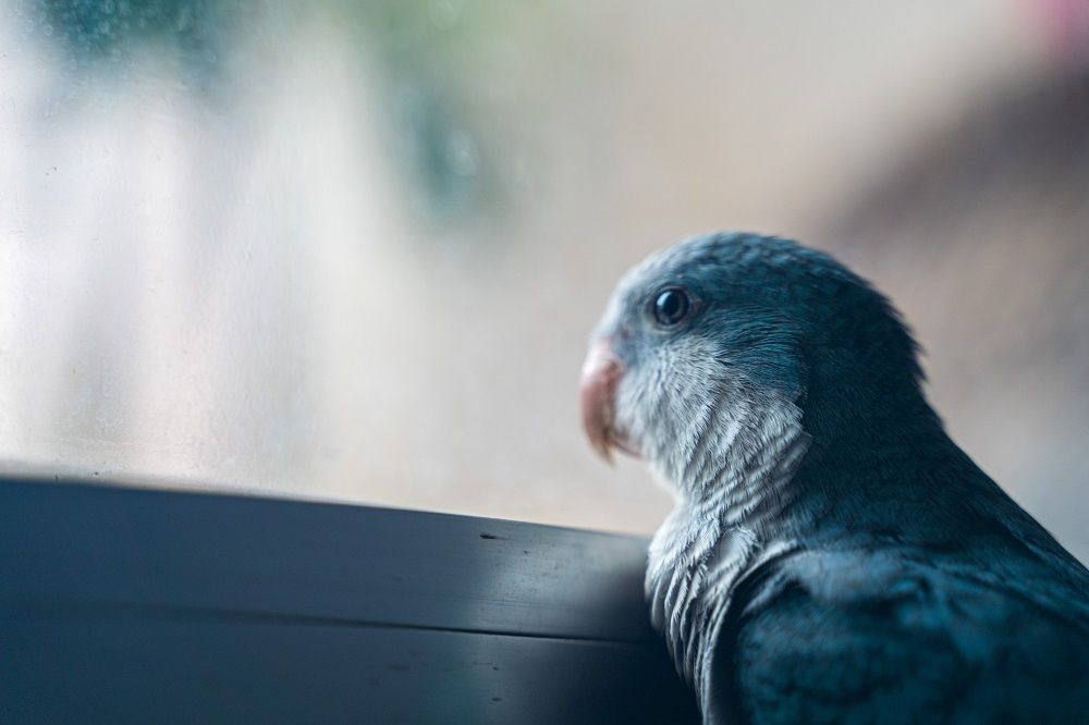Blue quaker parrot (Myiopsitta monachus) looking out a window.
