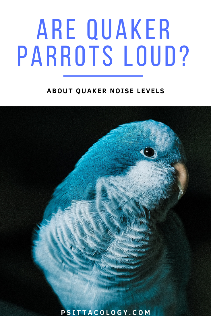 Headshot of blue quaker parrot. | Are quaker parrots loud?