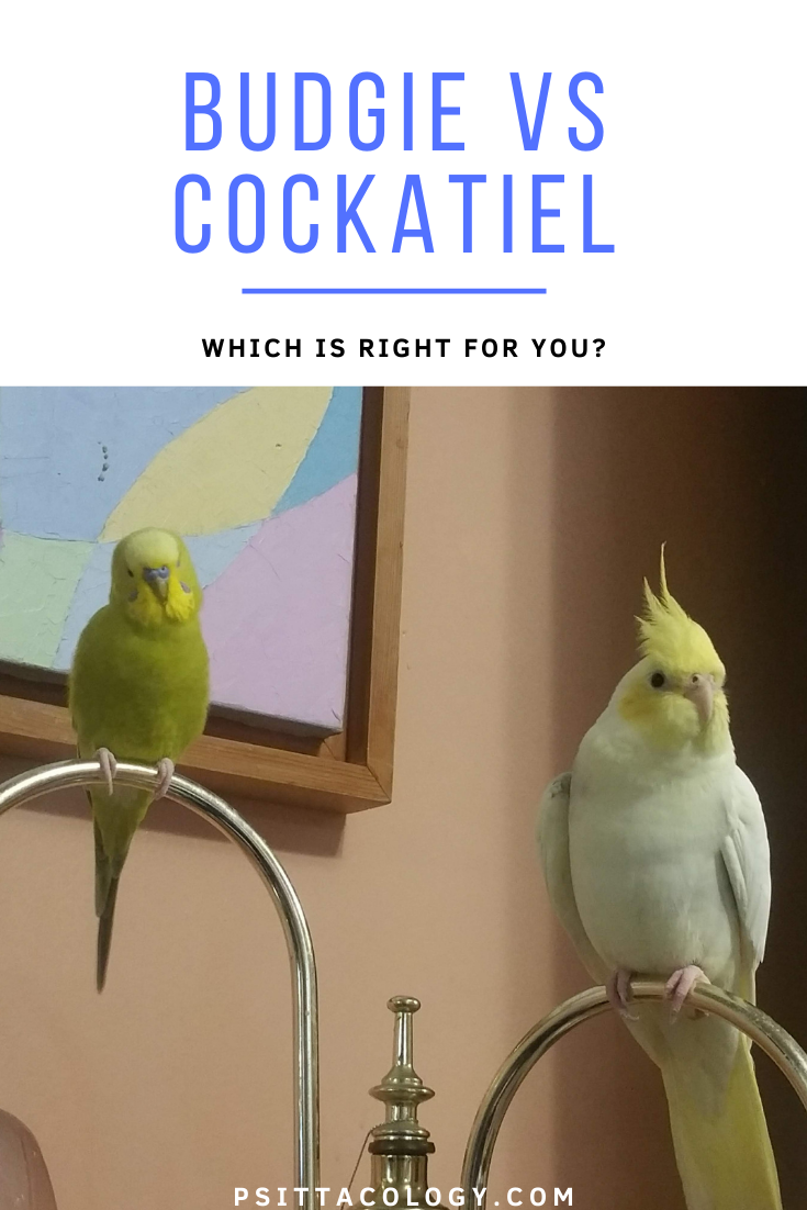 Yellow-green male budgie and lutino cockatiel perched next to each other | Budgie vs cockatiel: Find the bird for you