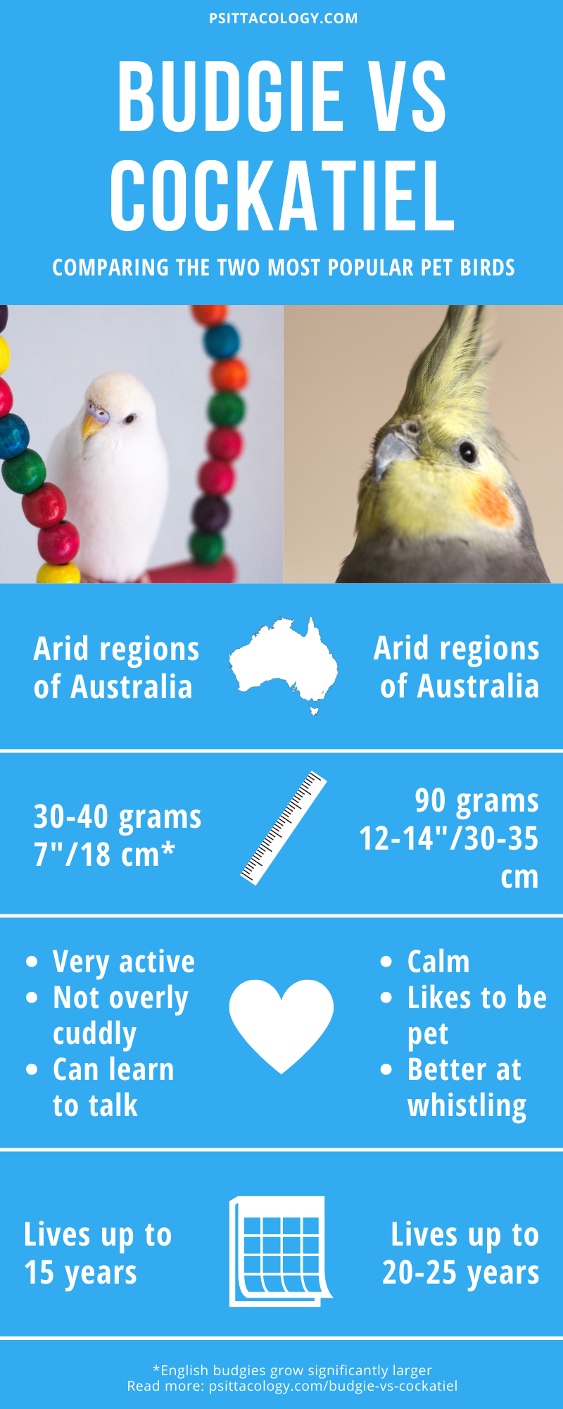 Infographic comparing budgies and cockatiels | Budgie vs cockatiel: Find the bird for you