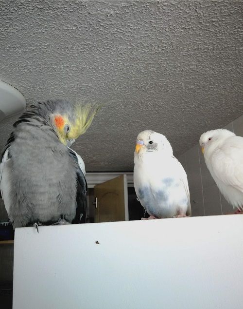 Two budgie parakeets and a cockatiel, all popular pet parrots.