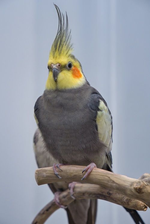 Male cockatiel perched on branch. 
