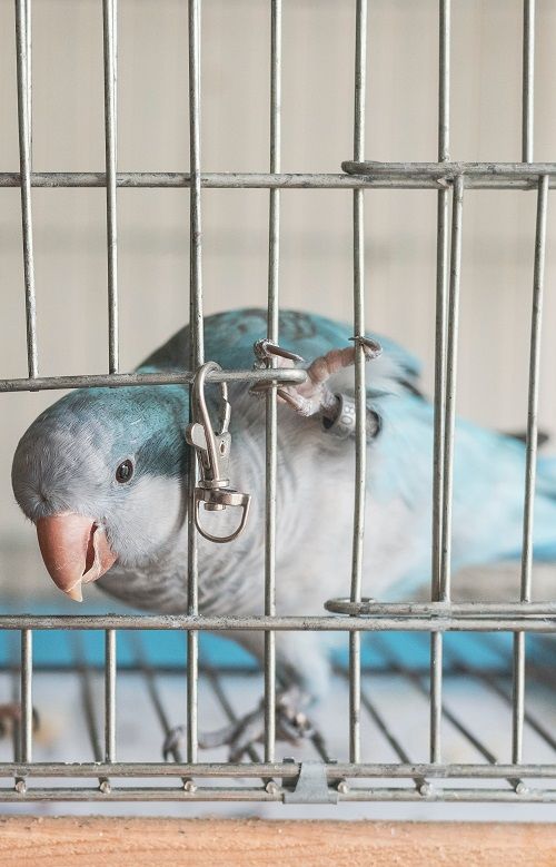 Blue quaker parrot opening cage door with its foot and sticking its head out.