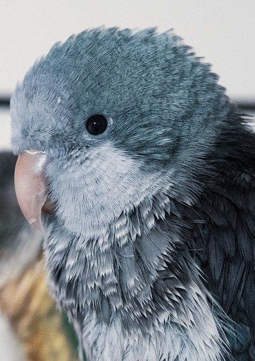 Close-up headshot of blue quaker parrot (Myiopsitta monachus)