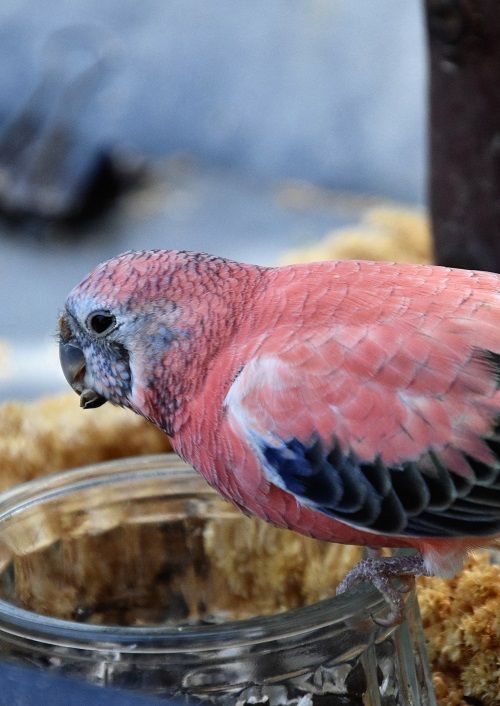 Rosy bourke parakeet perched on glass container surrounded by millet sprays | Bourke's parakeet care & info