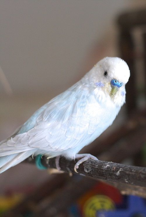 Light blue male budgie perched on stick | 9 quiet pet birds