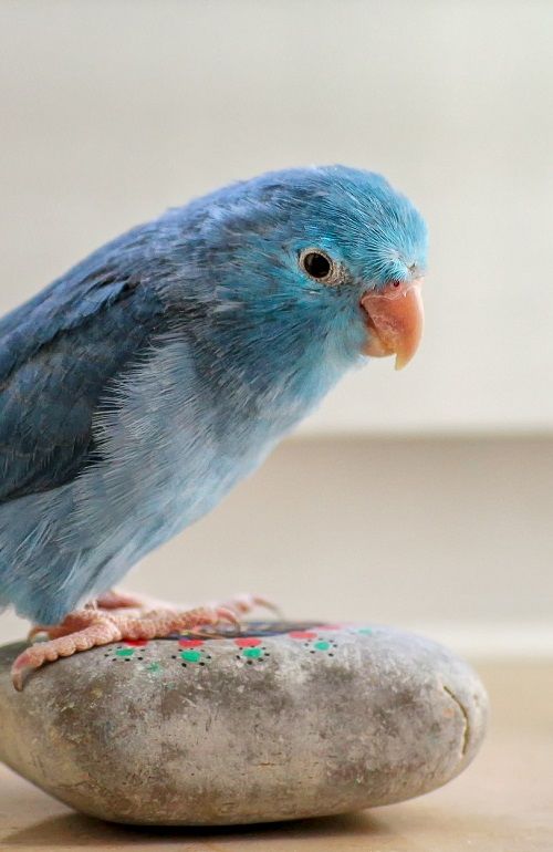 Blue parrotlet (Forpus sp.) sitting on small painted rock.