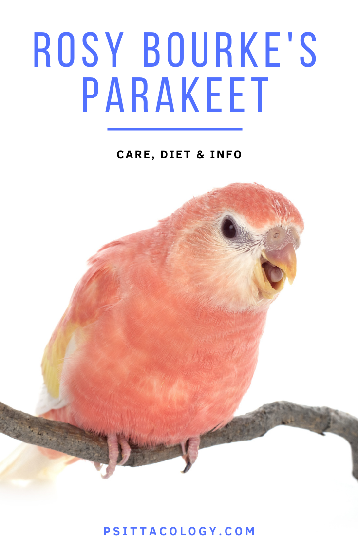 Full pink rosy bourke parakeet with open beak