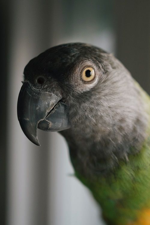 Headshot of Senegal parrot (Poicephalus senegalus) 