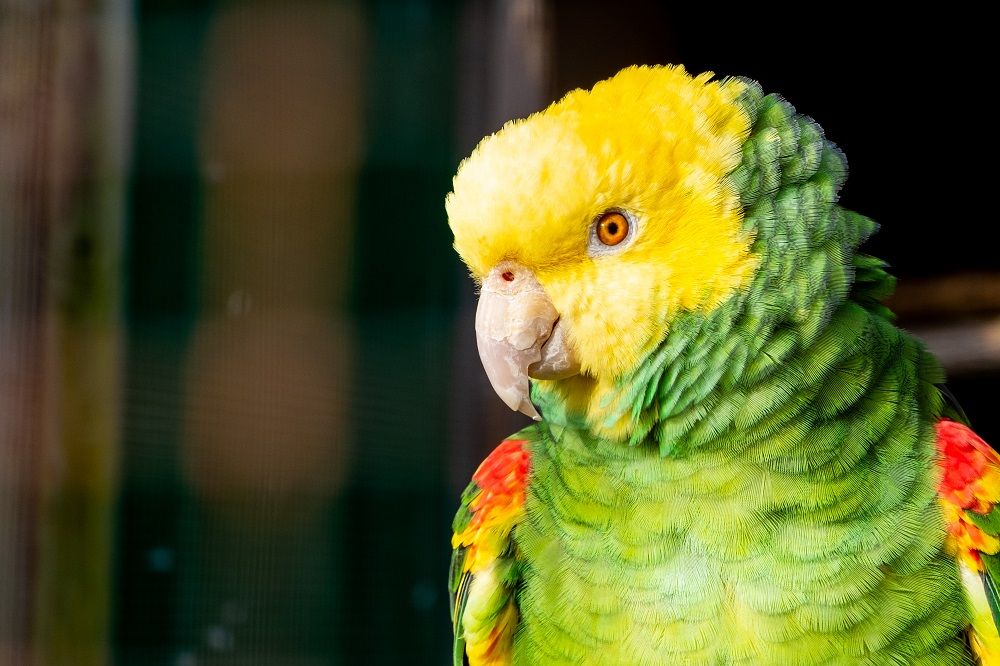 Double yellow headed Amazon parrot headshot in the sun.