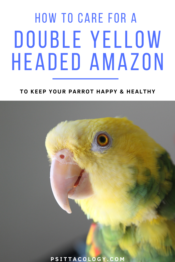 Double headed yellow Amazon parrot headshot close-up | Amazona oratrix care & info