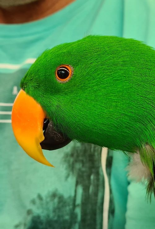 Close-up headshot of adult male green Eclectus parrot. 