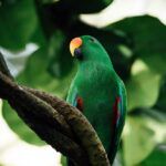 Green male Eclectus parrot in tree.