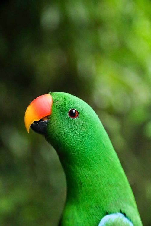 Green male Eclectus parrot on green background.