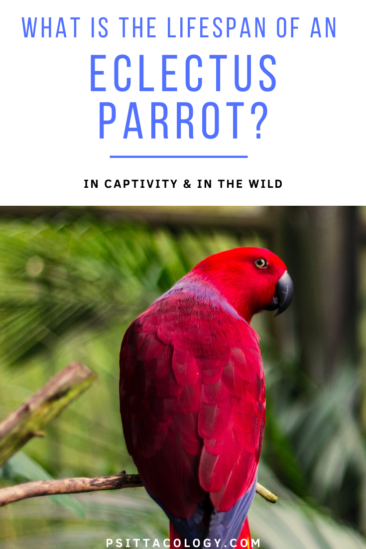 Photo of red female Eclectus parrot with text above it saying: "what is the lifespan of an Eclectus parrot? In captivity & in the wild" 