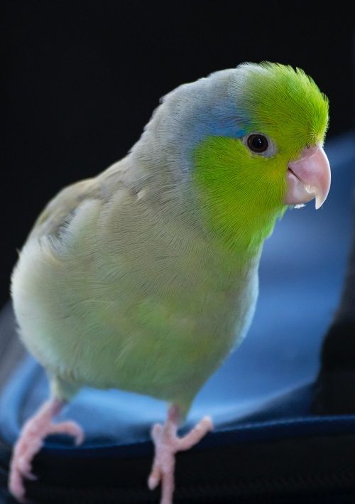 Green parrotlet (Forpus) | What is the ilfespan of a parrotlet?