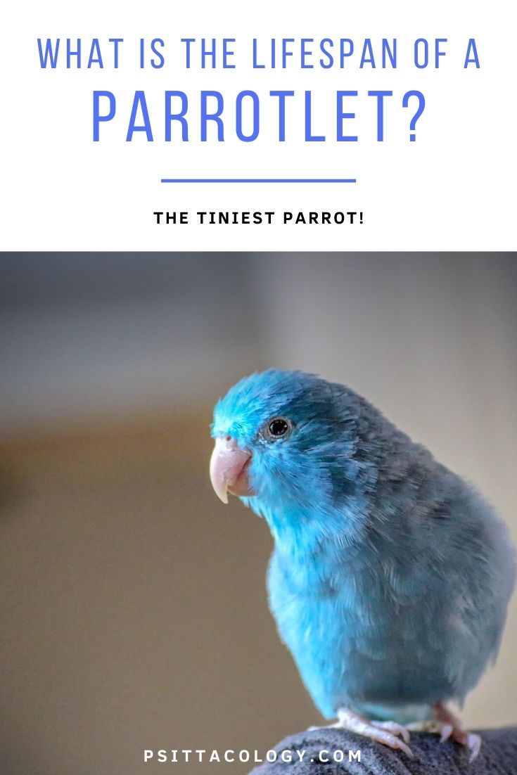Blue parrotlet (Forpus) | What is the lifespan of a parrotlet?